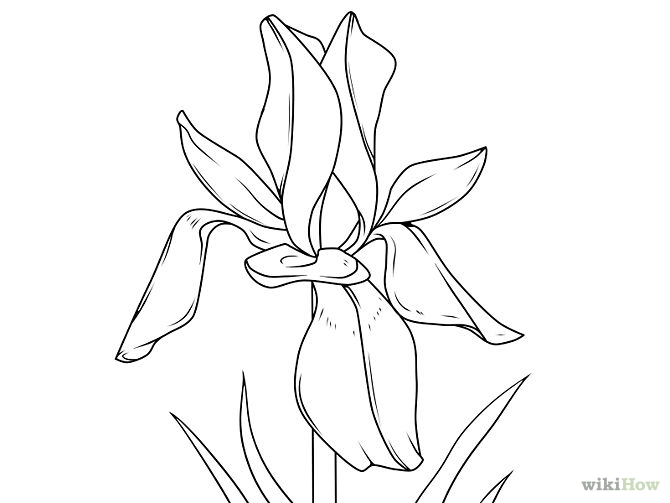9 Ways to Draw a Flower - wikiHow