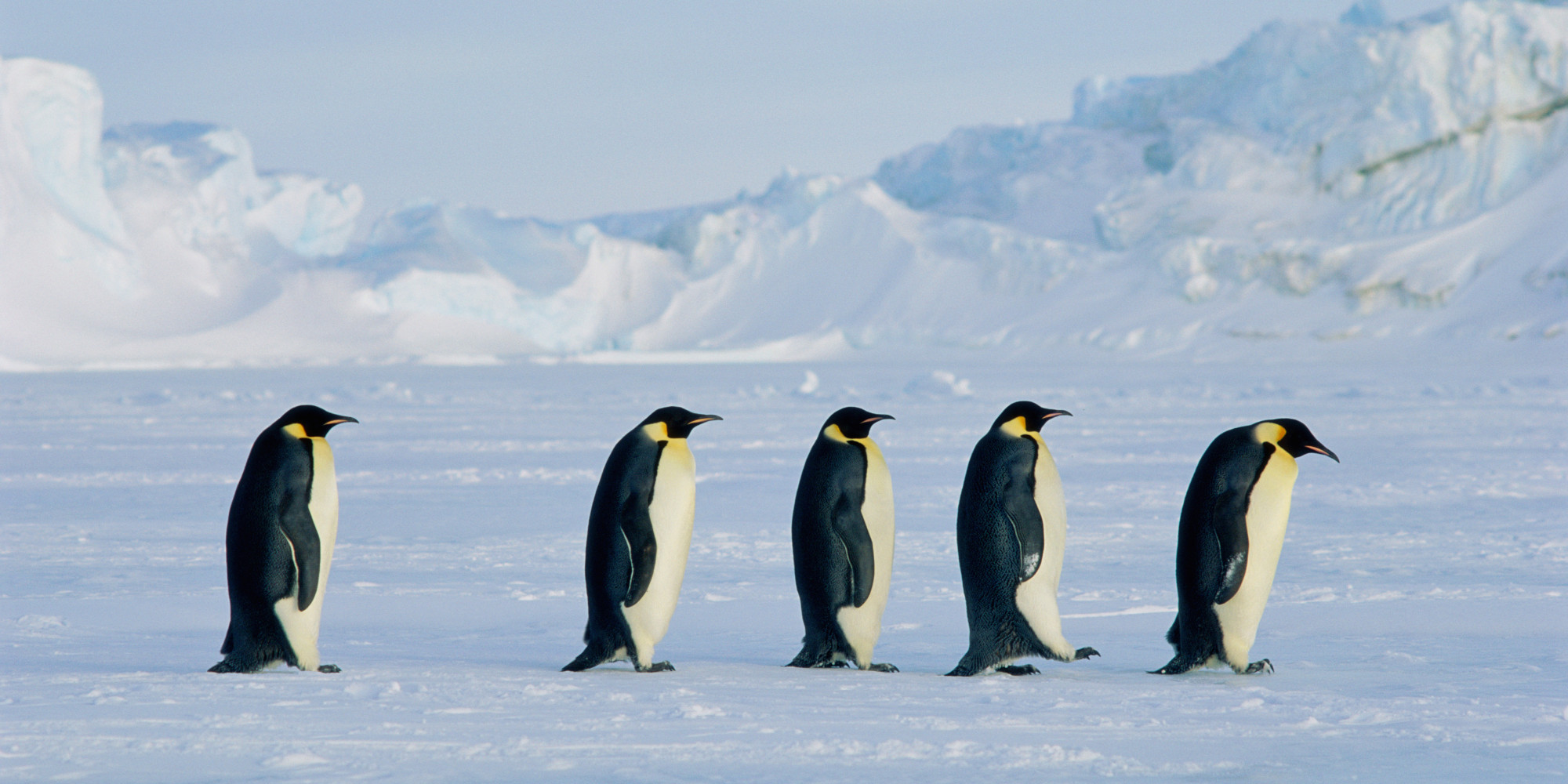 Emperor Penguins Forced To Climb Cliffs To Breed As Climate Change ...