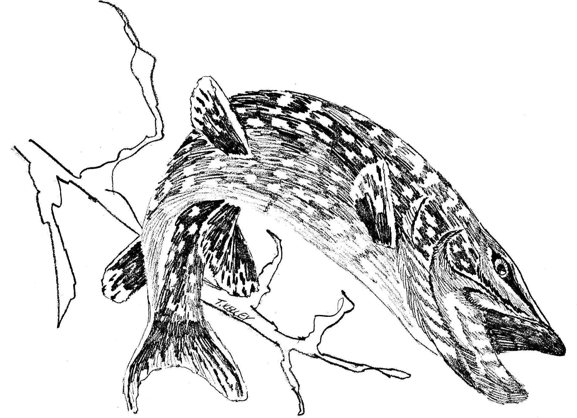 File:Northern pike fish esox lucius linnaeus line art line drawing ...