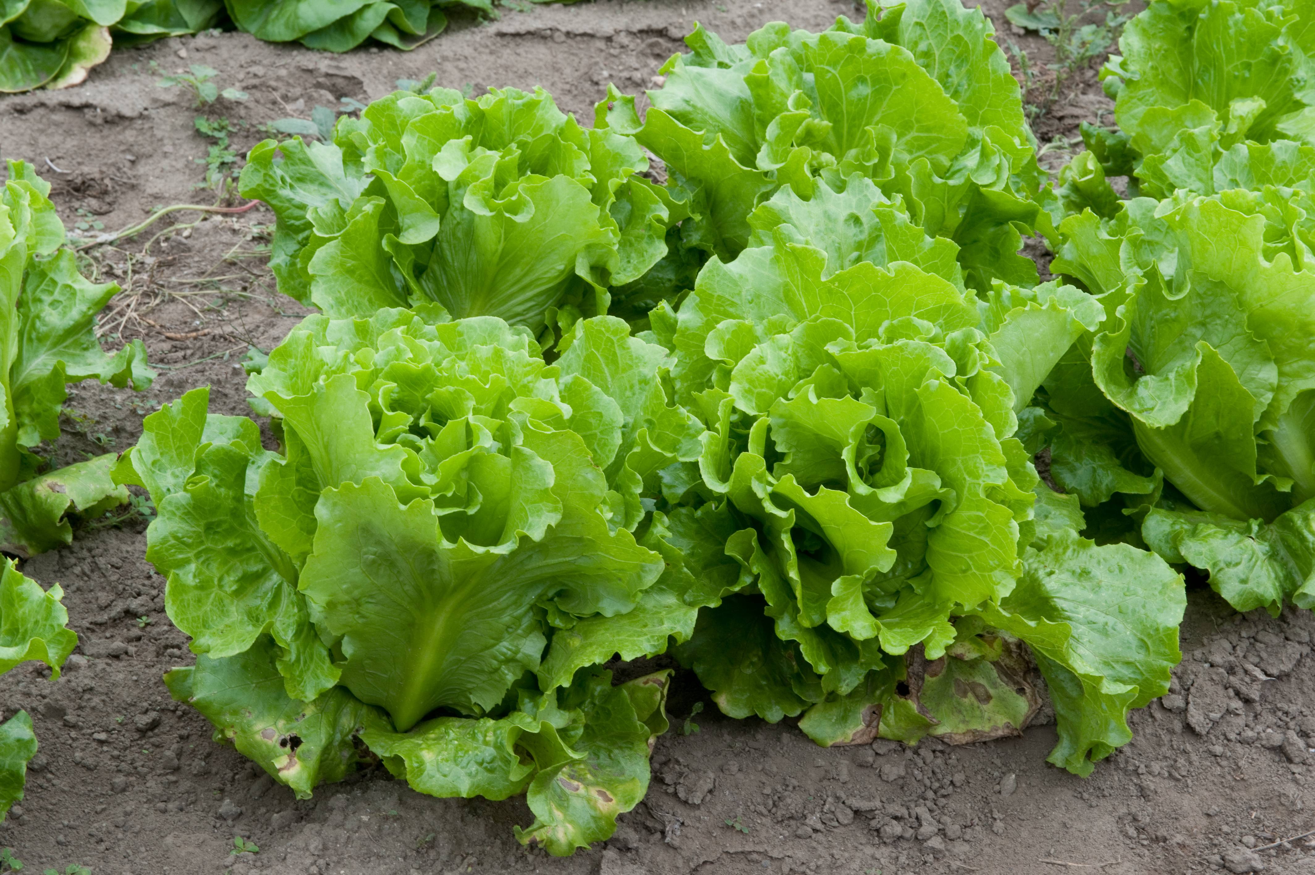 File:Lettuce (4988502522).jpg - Wikimedia Commons