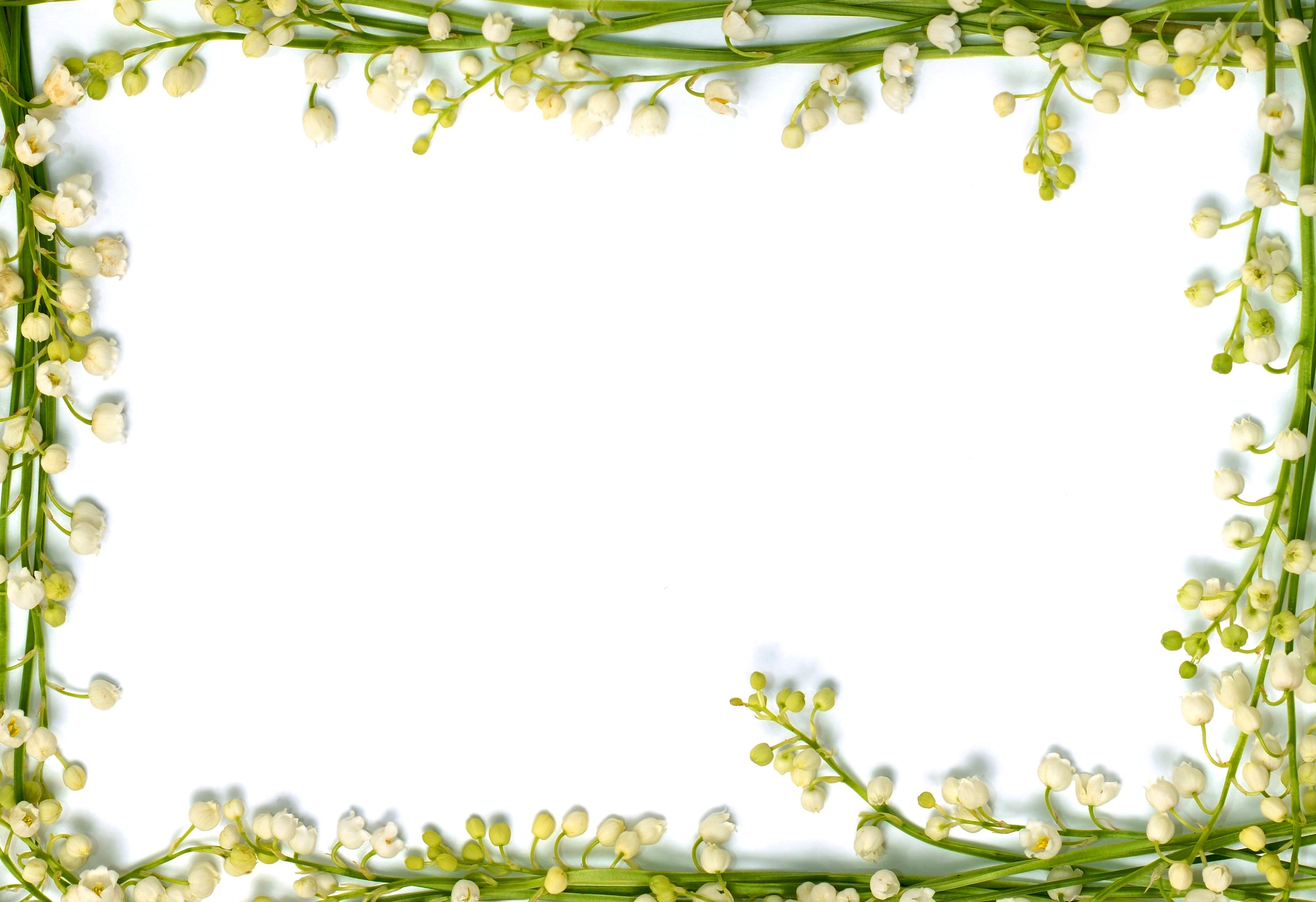Beautiful Flower Photo Frames | Courseimage
