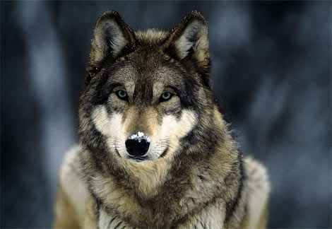 Howling Wolf :: Care2 Groups (Animals & Pets)