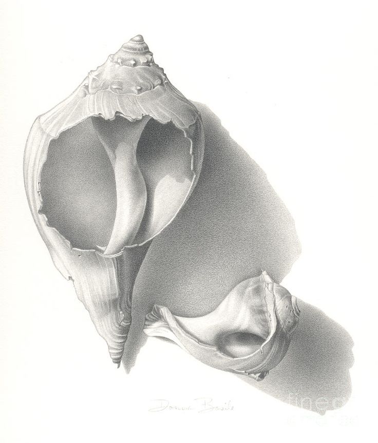 shell drawings on Pinterest | Shell Painting, Shells and Sea Shells
