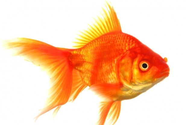 goldfish-wallpapers.jpg