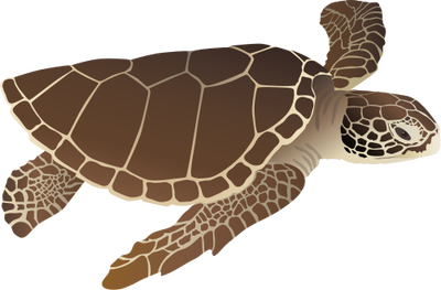 Caretta caretta (Loggerhead Turtle) - Reptiles - Vector ...