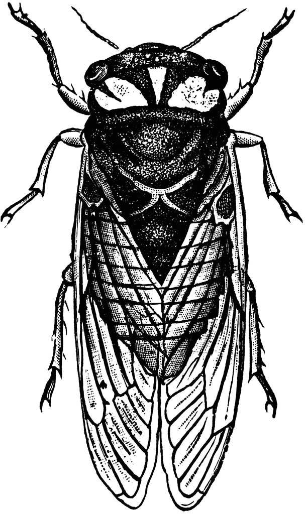 Gallery For > Cicada Line Drawing