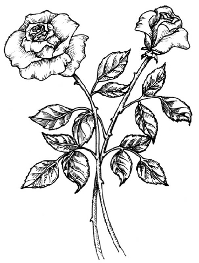 Pencil Drawing Of Flowers - ClipArt Best