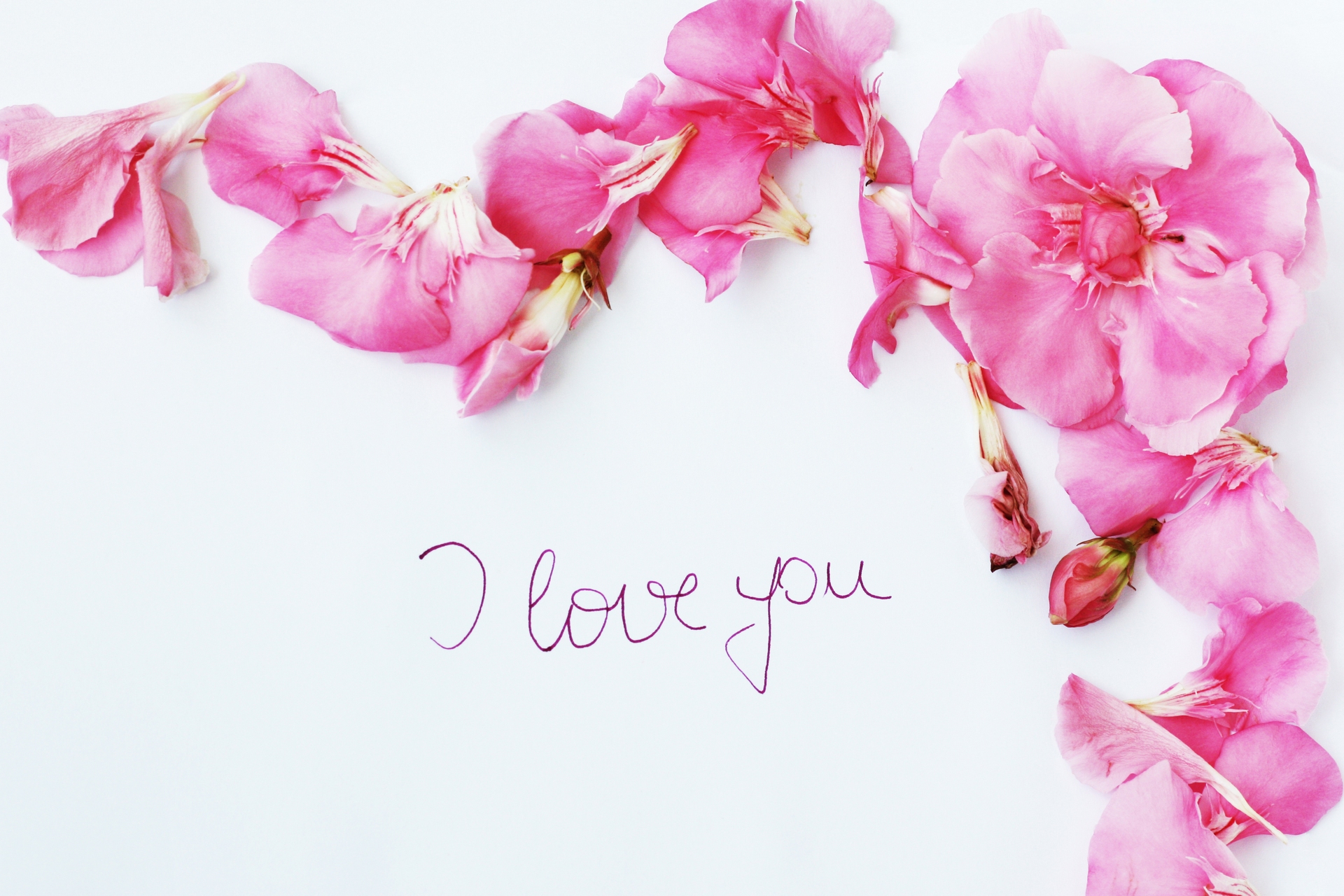 Pink Flowers | Desktop Wallpapers8