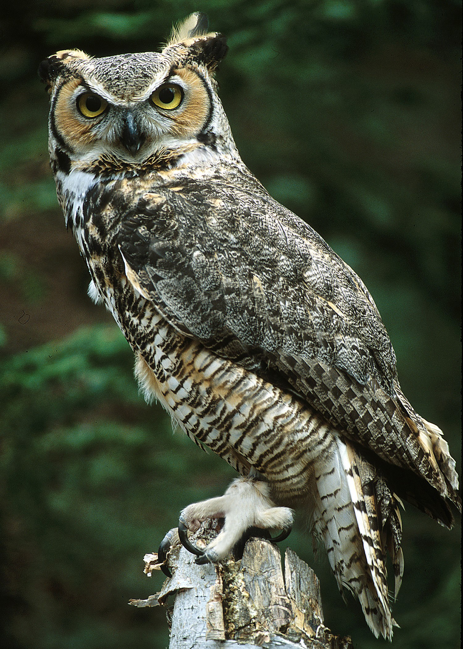 Ricke | Raptor Center - University of Minnesota
