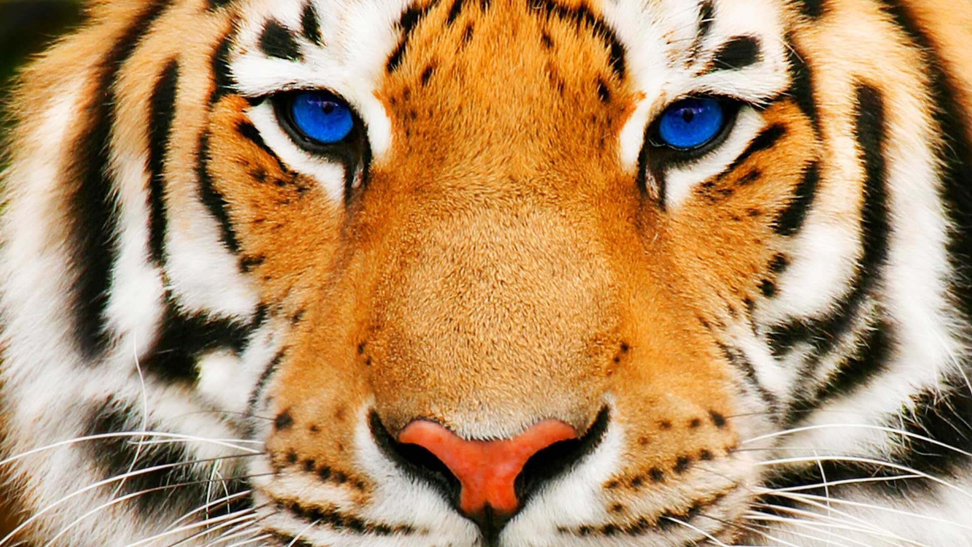 Tiger Face HD #7027417