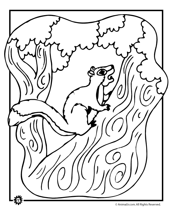forest-squirrel-coloring | Classroom Jr.