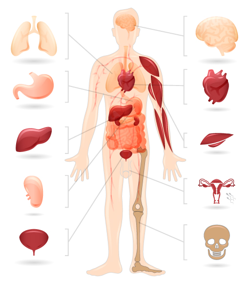 Diabetes and The Body