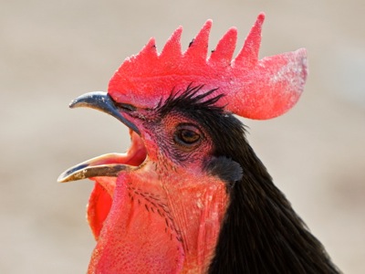 The rooster's last crow — Real farm-to-table cooking :: by Shelly ...