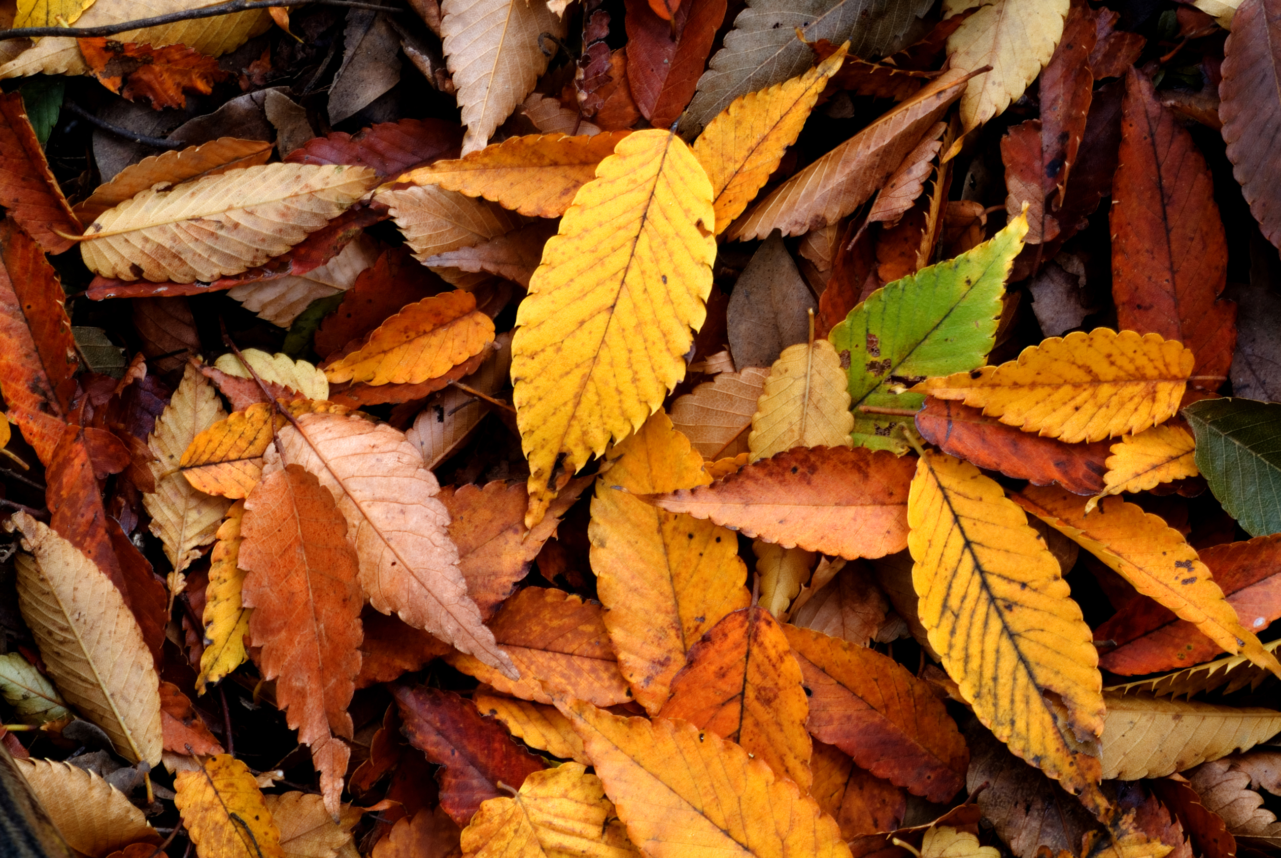 File:Autumn Leaf 08Nov17.jpg - Wikimedia Commons