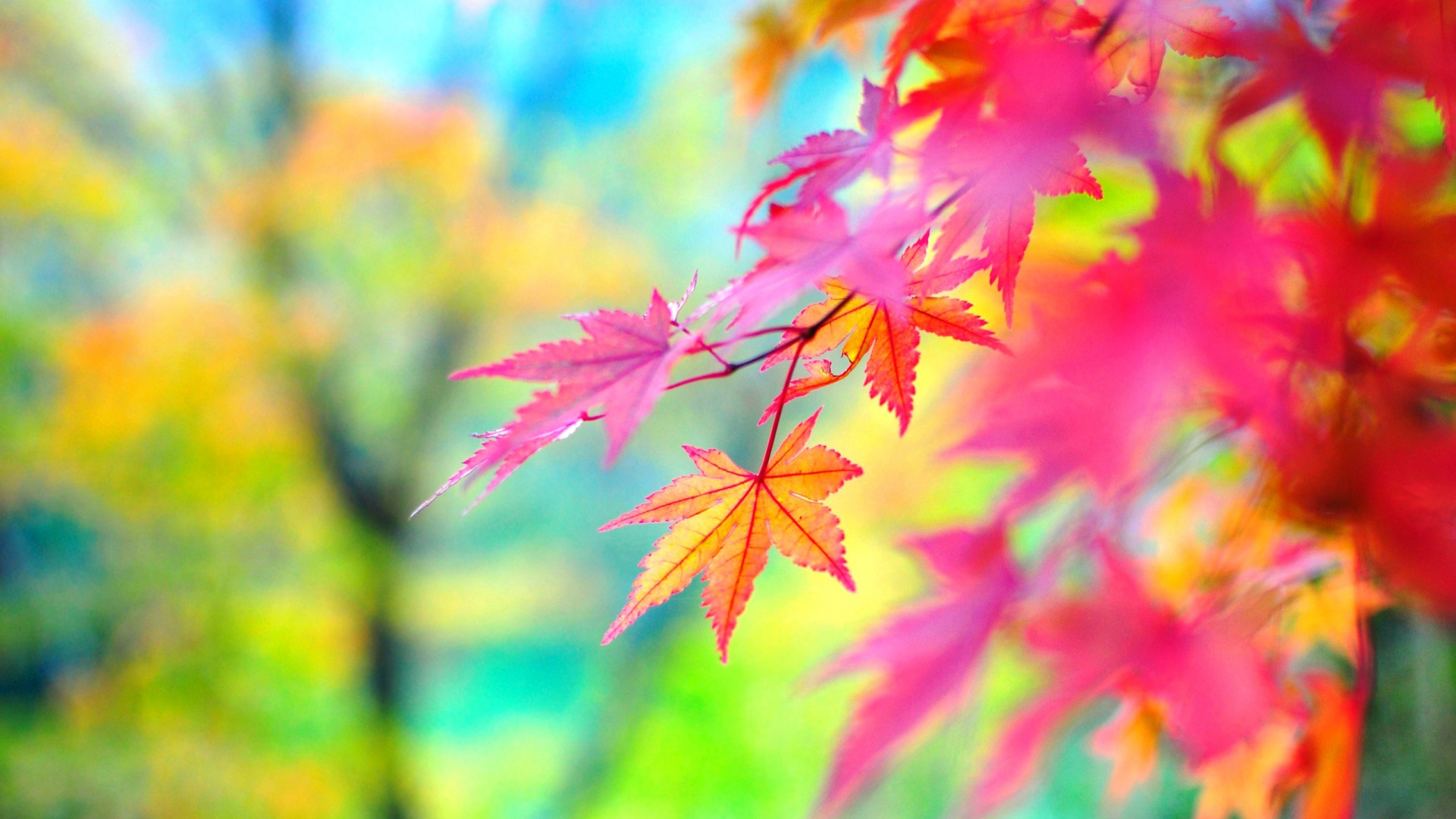 Red Autumn Leaves #6934397