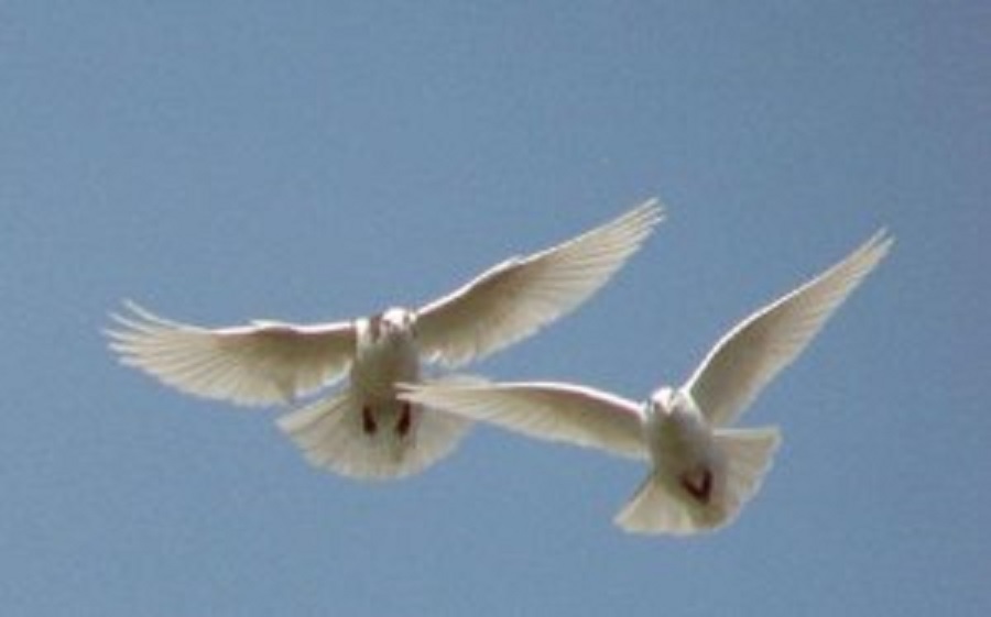 Two Doves… | Soul Reader