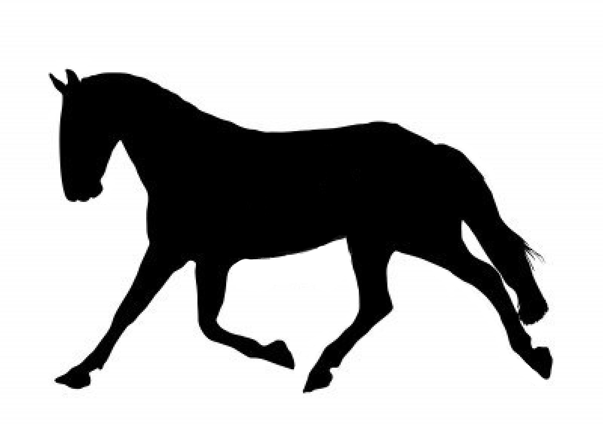Horse Tack & Gear | Aquaa All rights reserved to Avery Sharp ...
