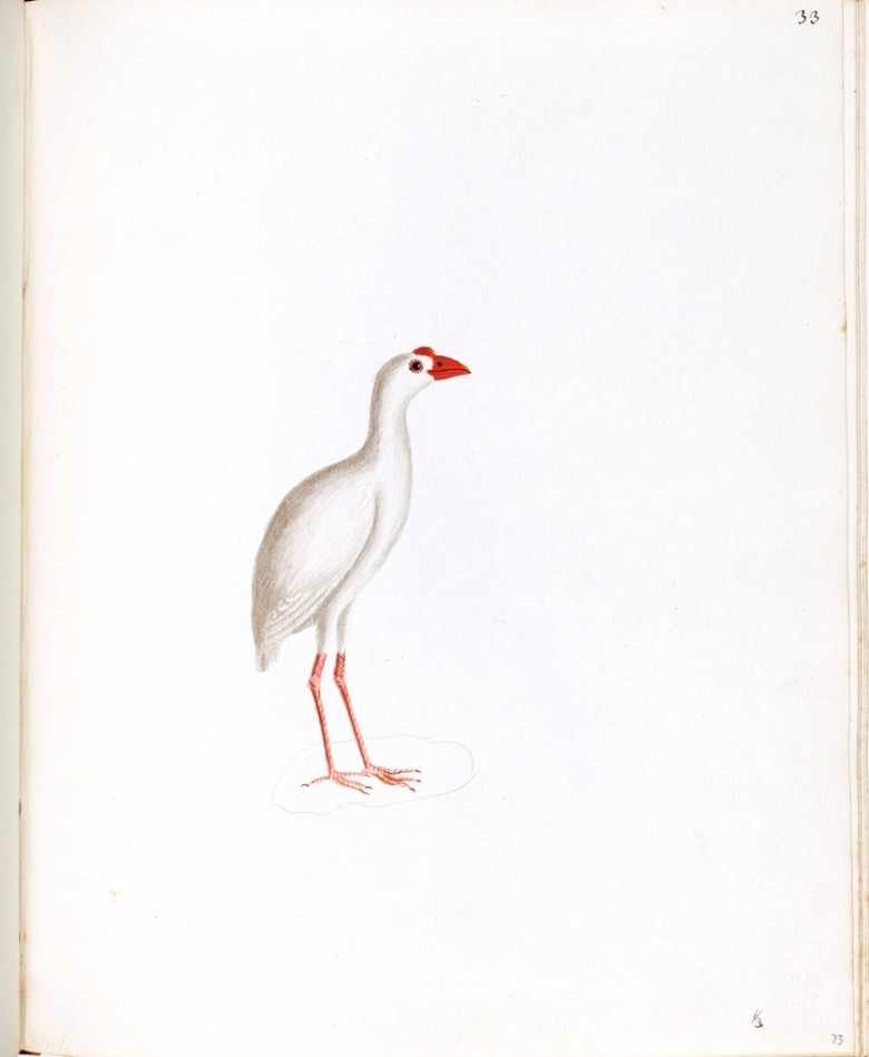 Animal – Bird 4 | Vintage Printable at Swivelchair Media – Beta