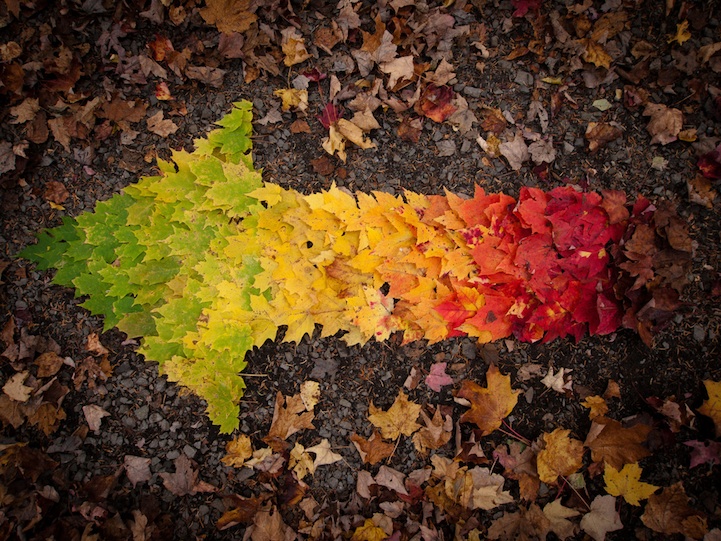 Autumn Leaves Show Their Beautiful Colors - My Modern Met