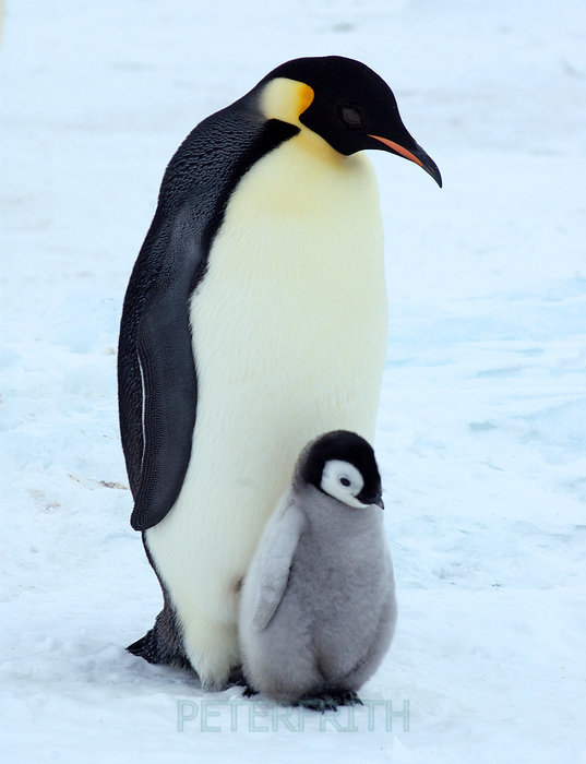 Blendspace | Emperor Penguins