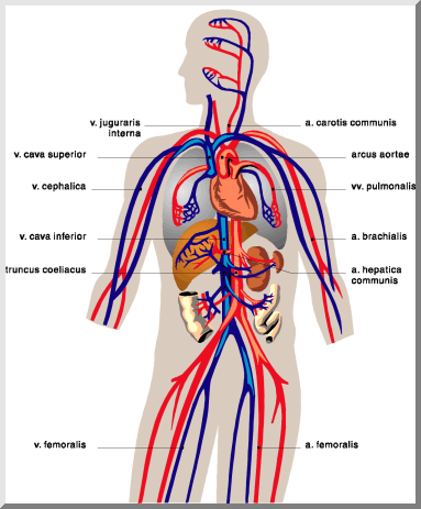 Circulatory System Kids' Blog