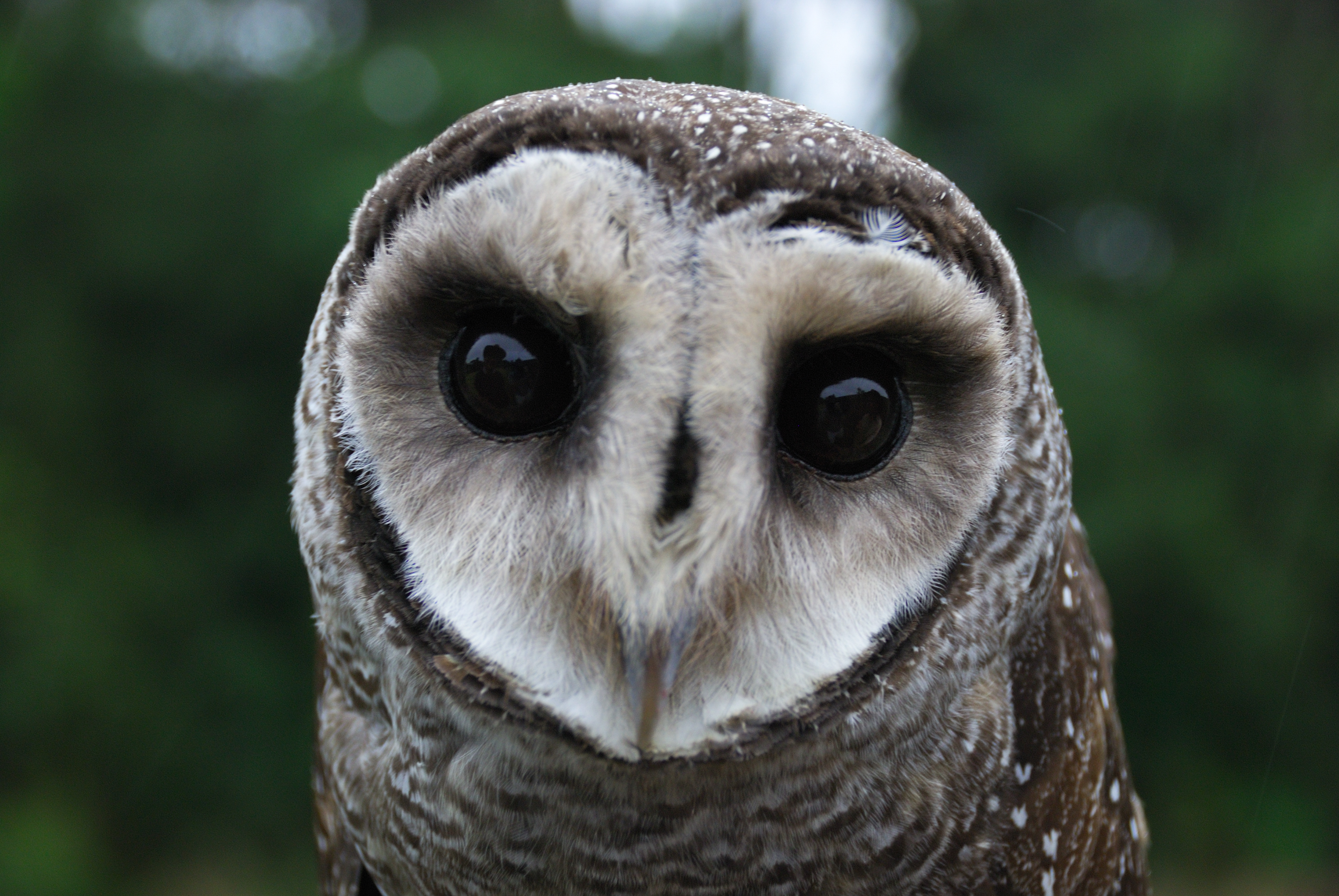 Lesser sooty owl - Wikipedia, the free encyclopedia