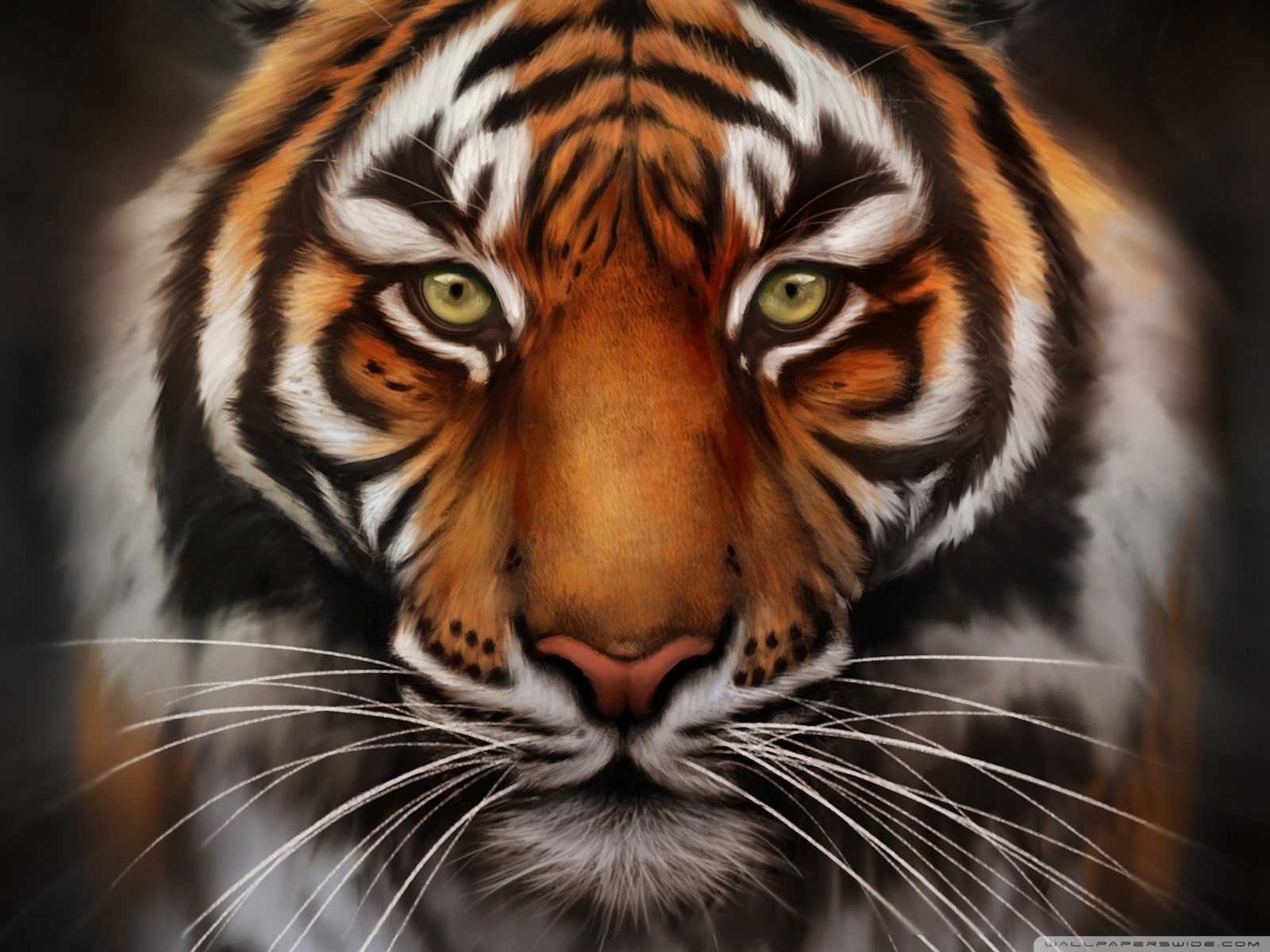 Tiger Face Wallpapers - Wallpaper Cave