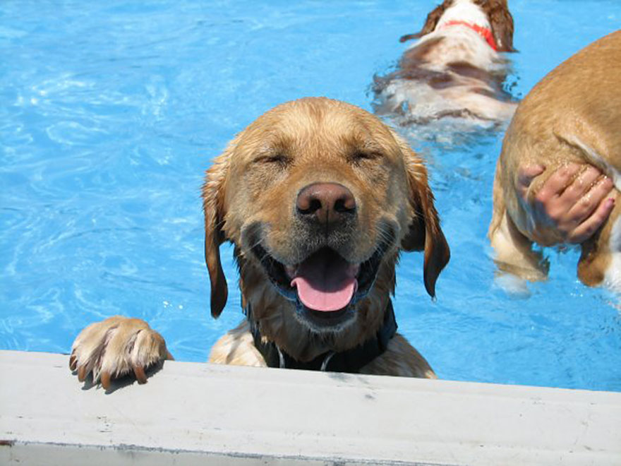This Is What A 'Pool Pawty' At A Dog Daycare Center Looks Like ...