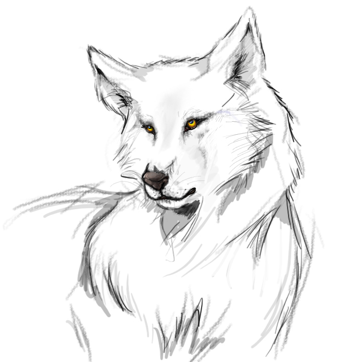 Easy Wolf Drawing Step By Step Free Download On Clipa - vrogue.co