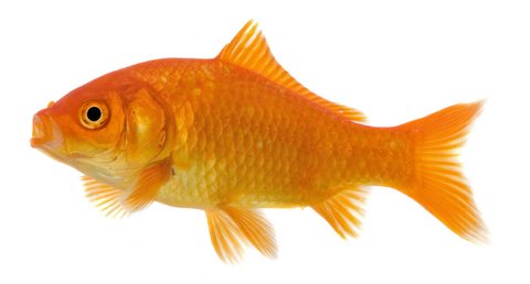 How Long Do Goldfish Live? | christy mcdonald