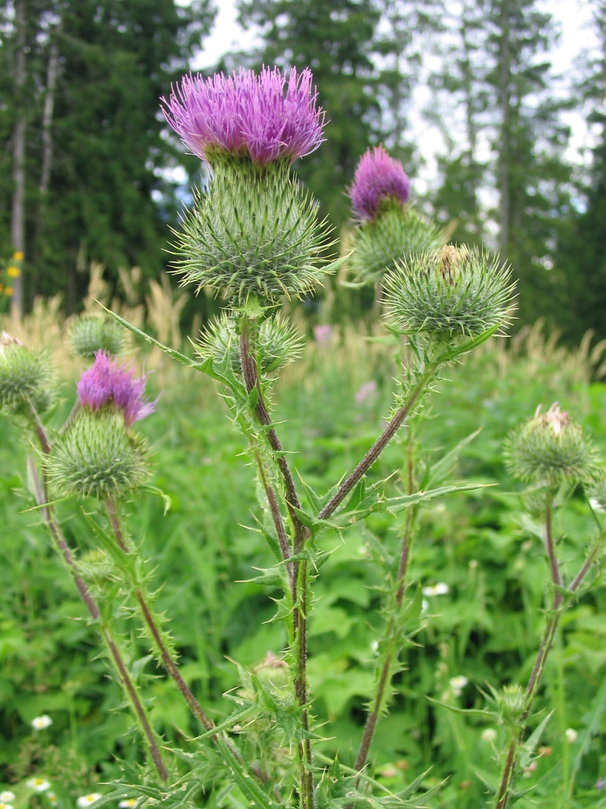 File:Scottish thistle.jpg - Wikimedia Commons