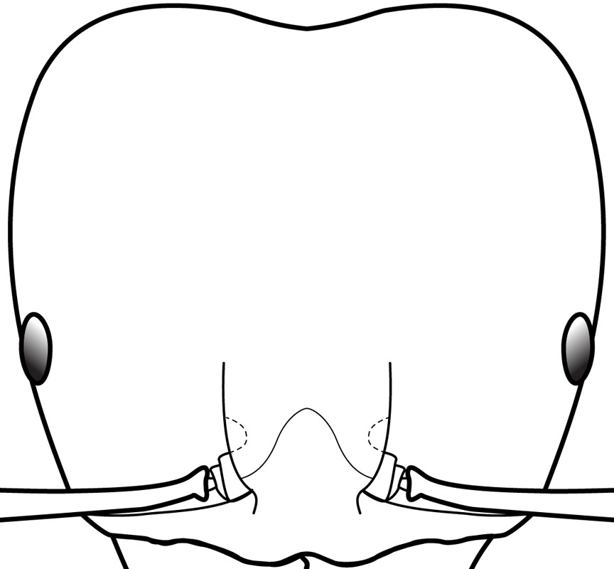head shape | Antkey