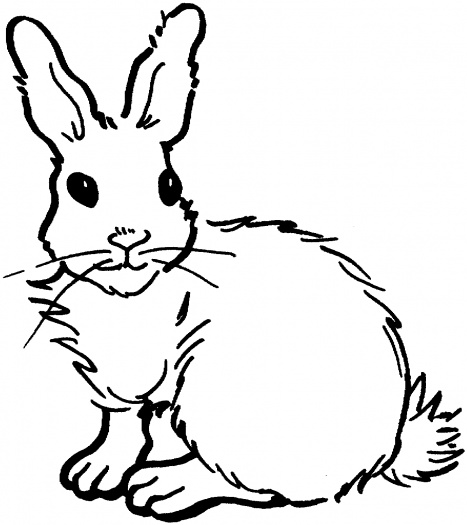 Picture Of A Rabbit - ClipArt Best