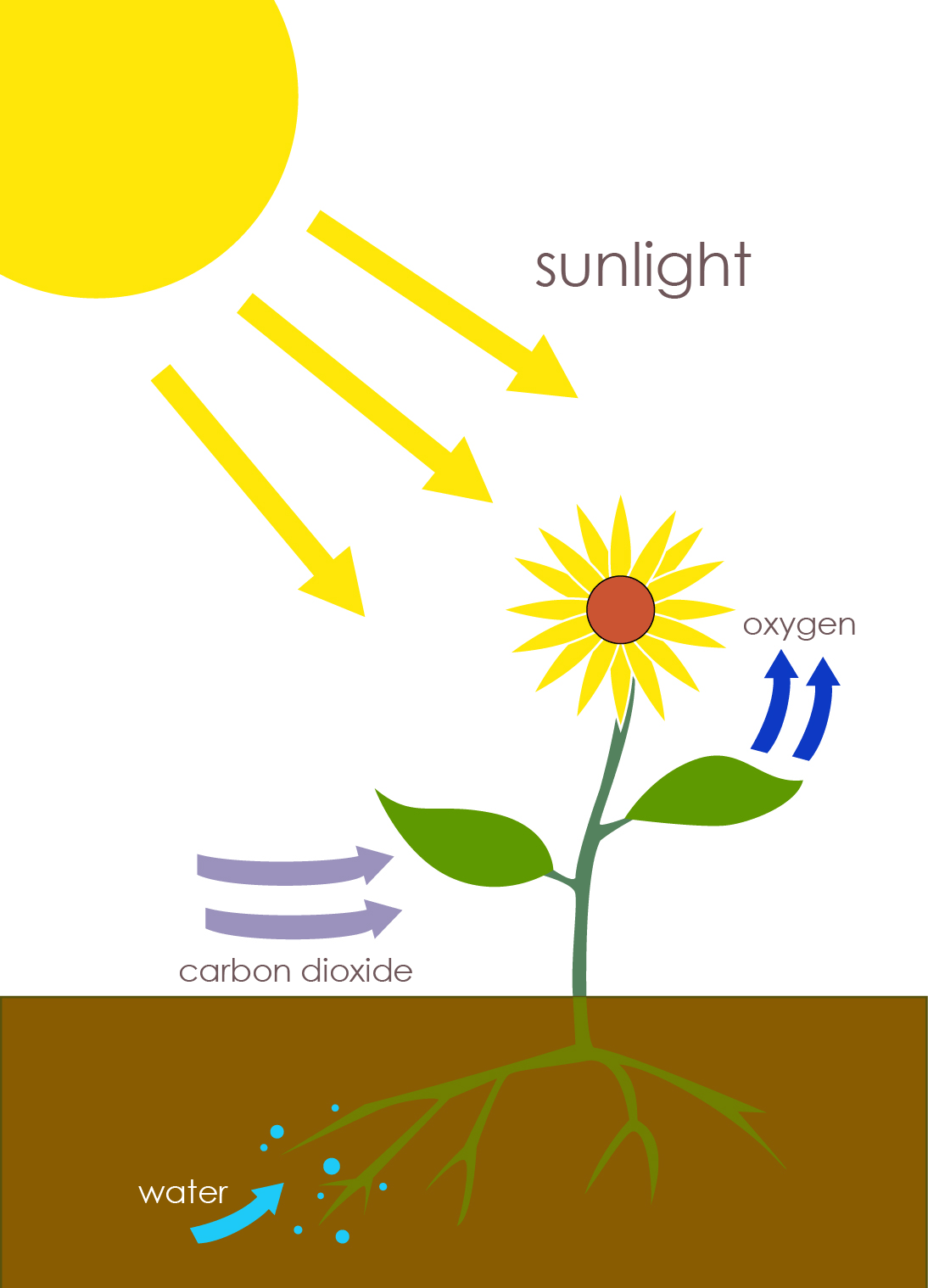 File:Photosynthesis.gif - Wikimedia Commons