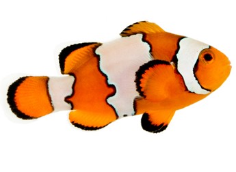 Picasso Clownfish - ClipArt Best