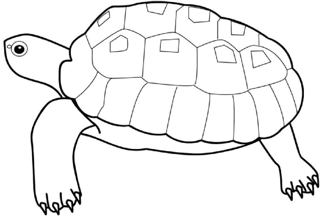 turtle Fish Coloring Pages Of Sea Animals - smilecoloring.com