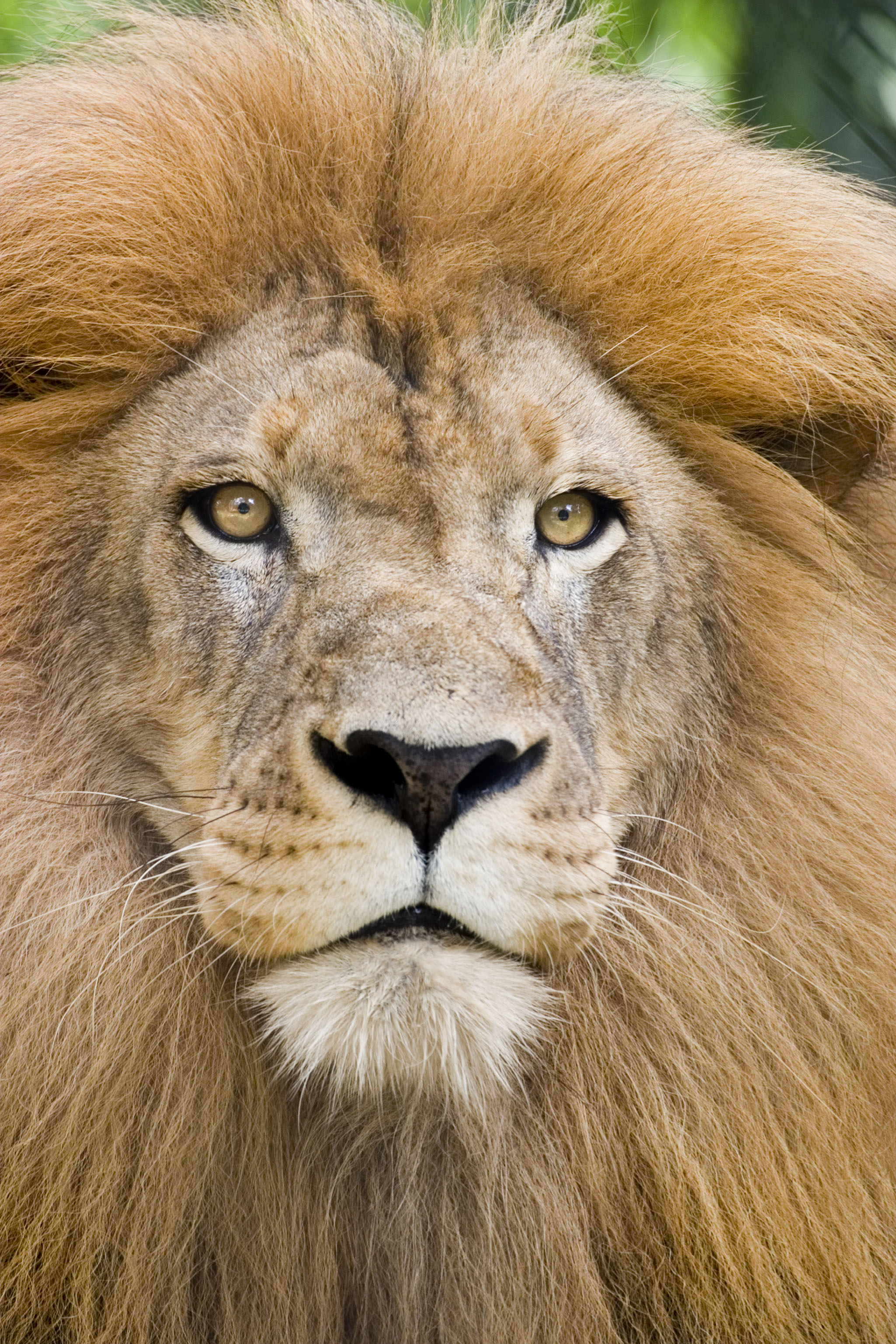 Monti blog: lion face
