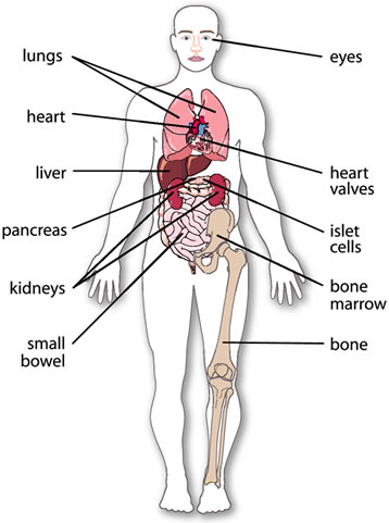 Organs of the Body: An Overview | NLEH.ORG