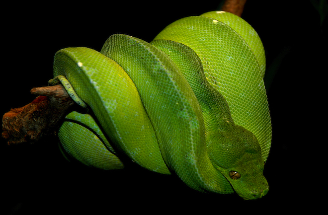 Snake Bit: What It's Like to Be Eaten by an Anaconda : Discovery News