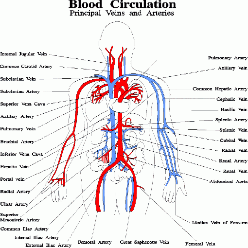 Circulatory-system-diagram-2.gif