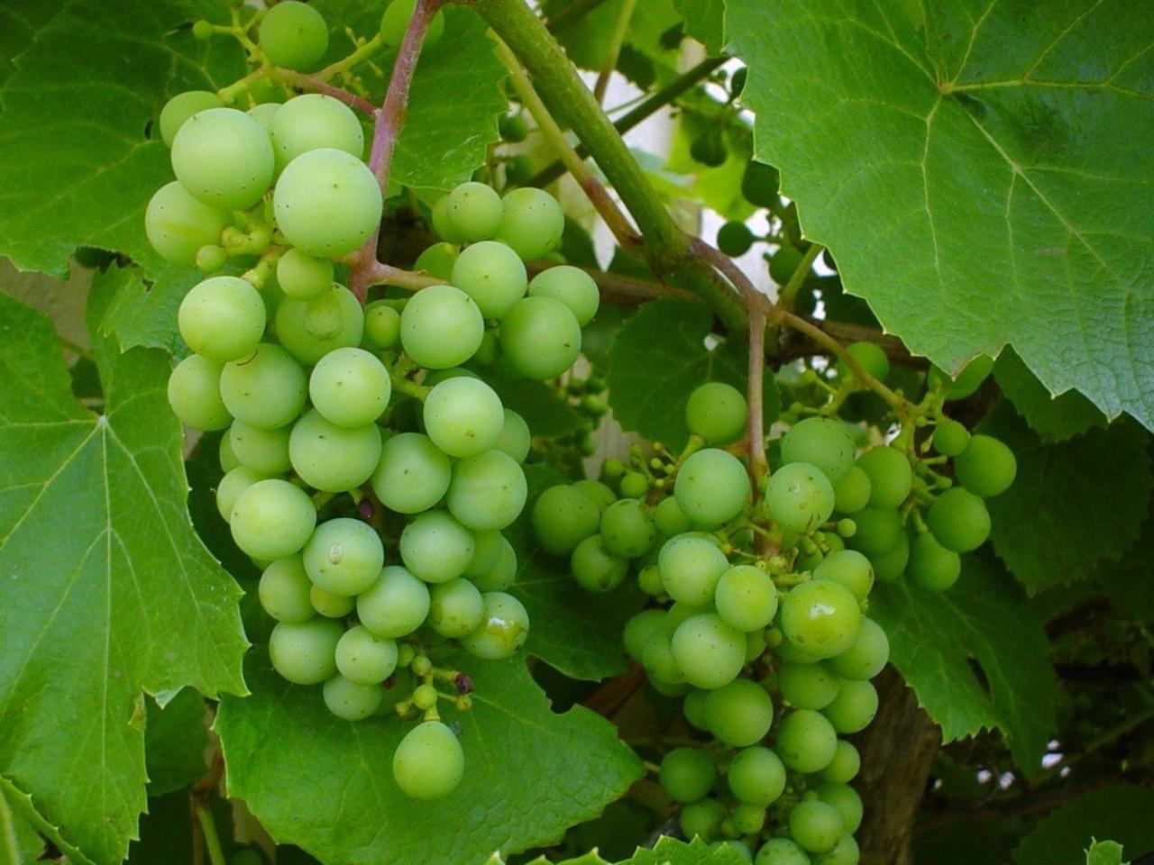 File:Grapevine green.jpg - Wikimedia Commons