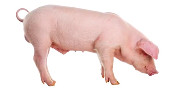 True Facts About The Sea Pig