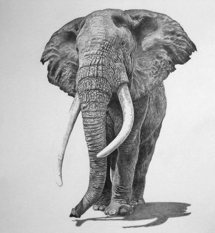 beautiful elephant pencil drawing | Hyper Realistic Drawings ...