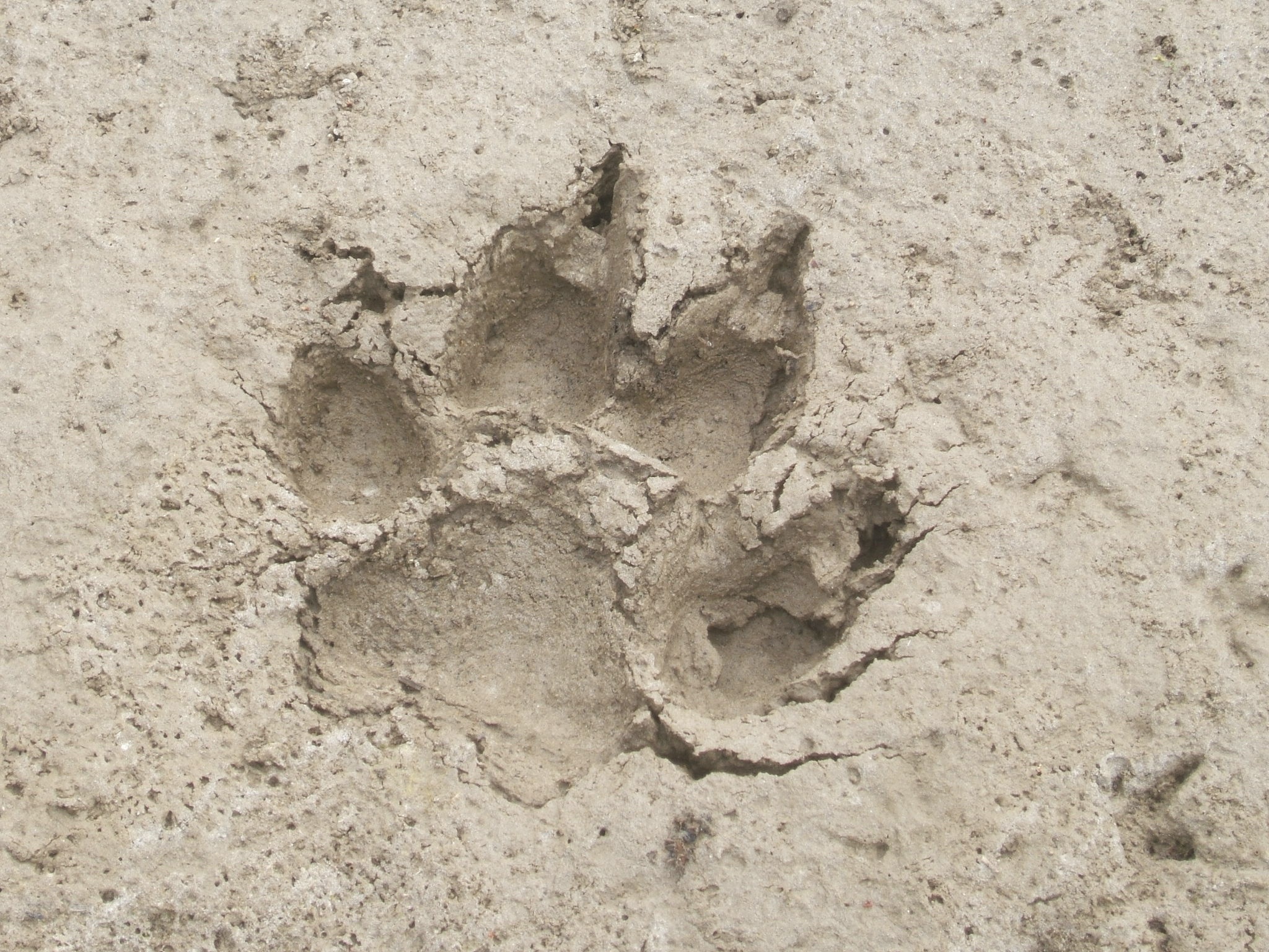 Making Contact: In memory of “Walks-in-my-footsteps” - Wolf Pack