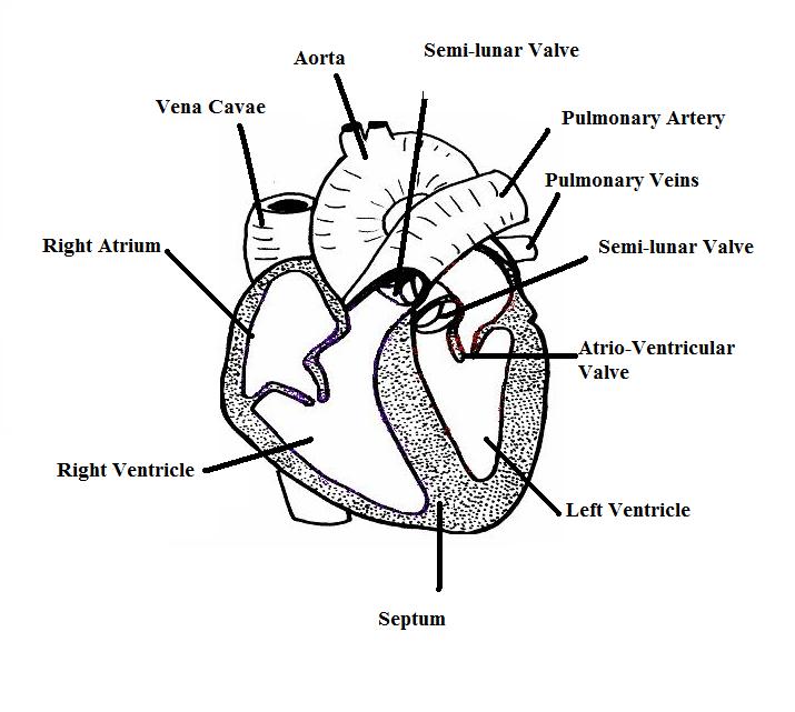 natalie portman: circulatory system diagram unlabeled
