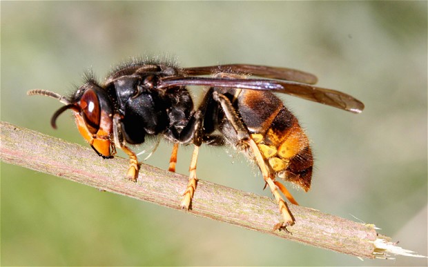 Firefighters rescue couple after hornets nest fell through ceiling ...
