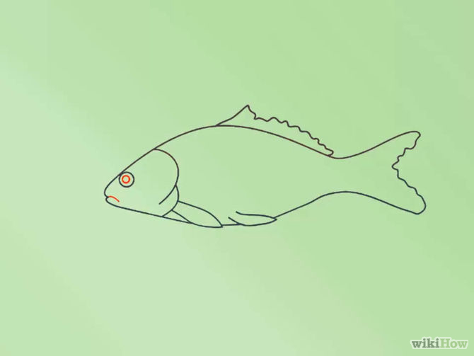 How to Draw a Fish: 15 Steps (with Pictures) - wikiHow