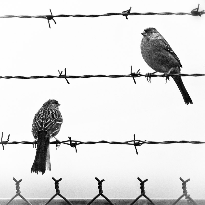 Popular items for bird on a wire on Etsy