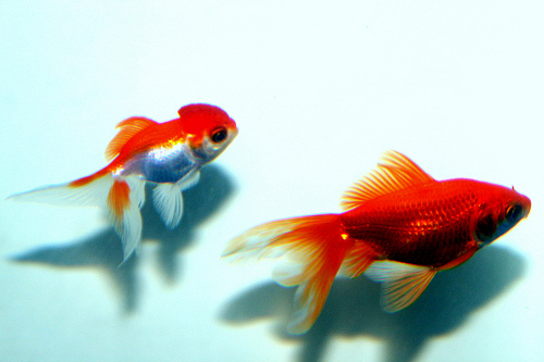 Fantail Fish Tattoos