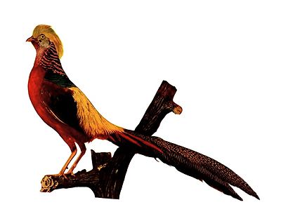 Pheasant Clipart - ClipArt Best